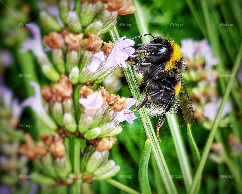 Bee on lavender