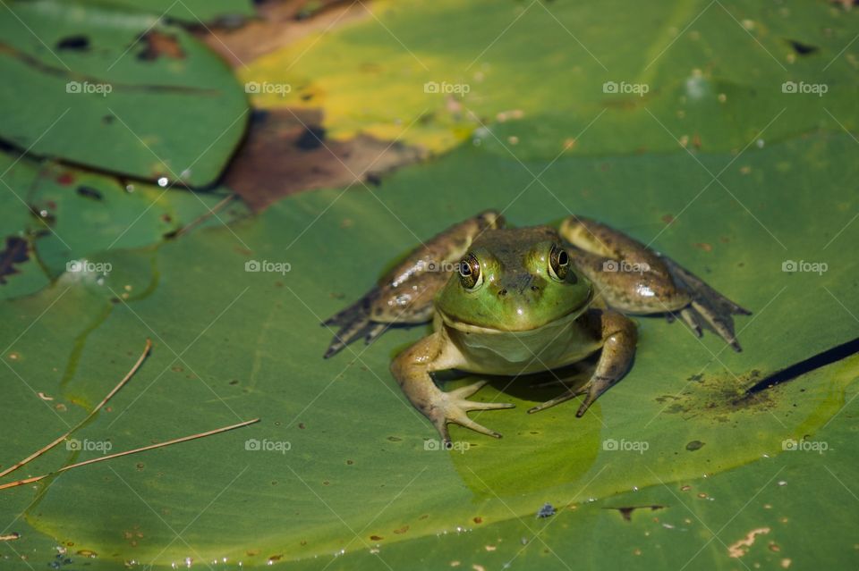 Smiling frog on a lily pad 