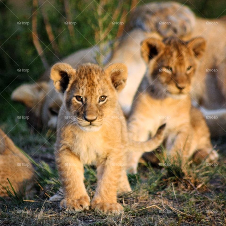 Lion cubs 