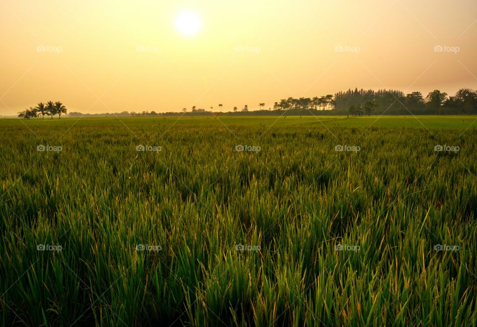 Sunset above rice field