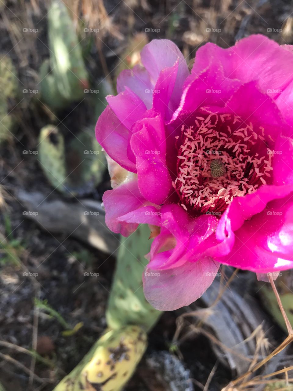 Bright pink cactus flower on hiking trail in Utah 