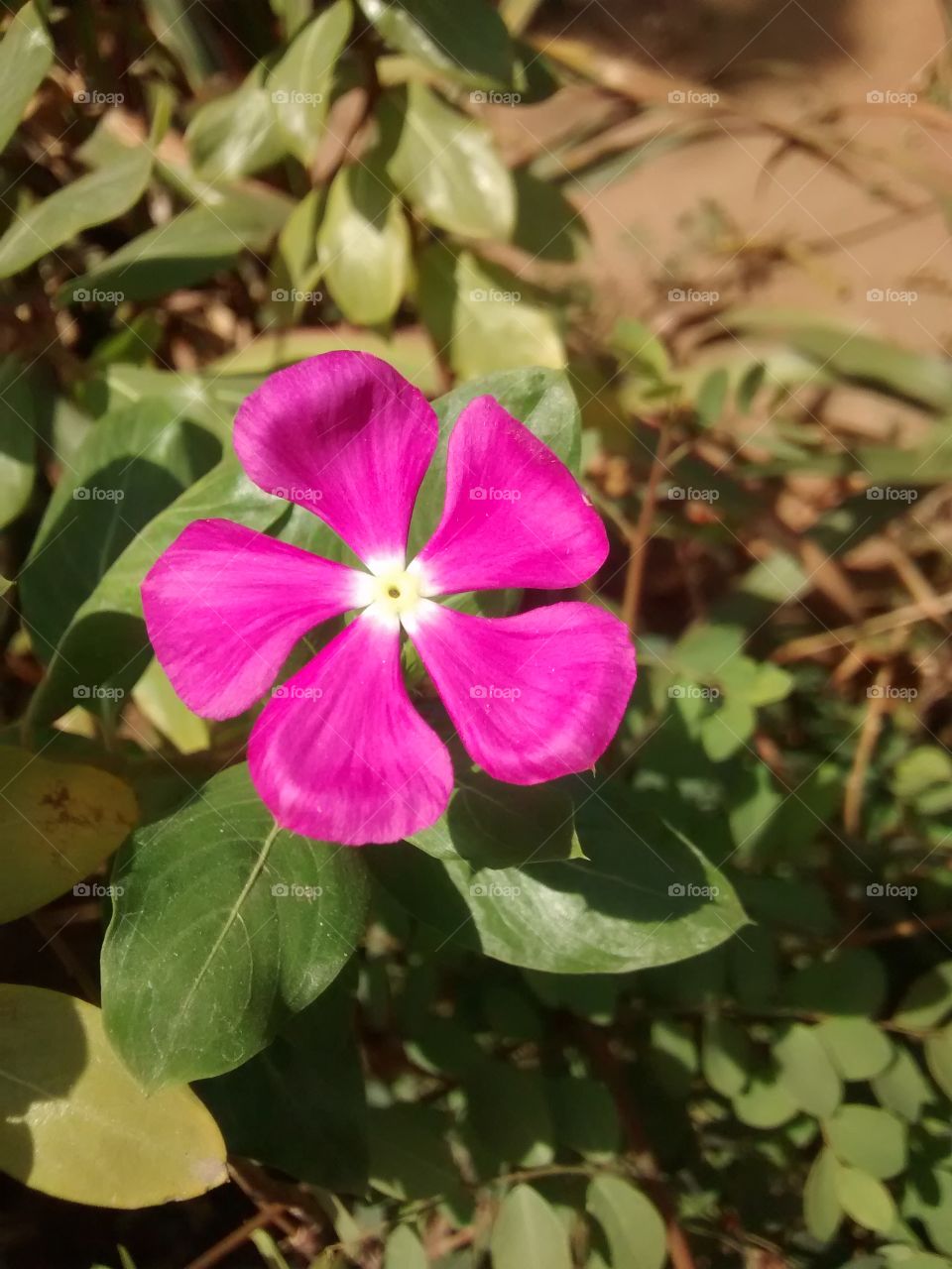 pinck red colour click flower