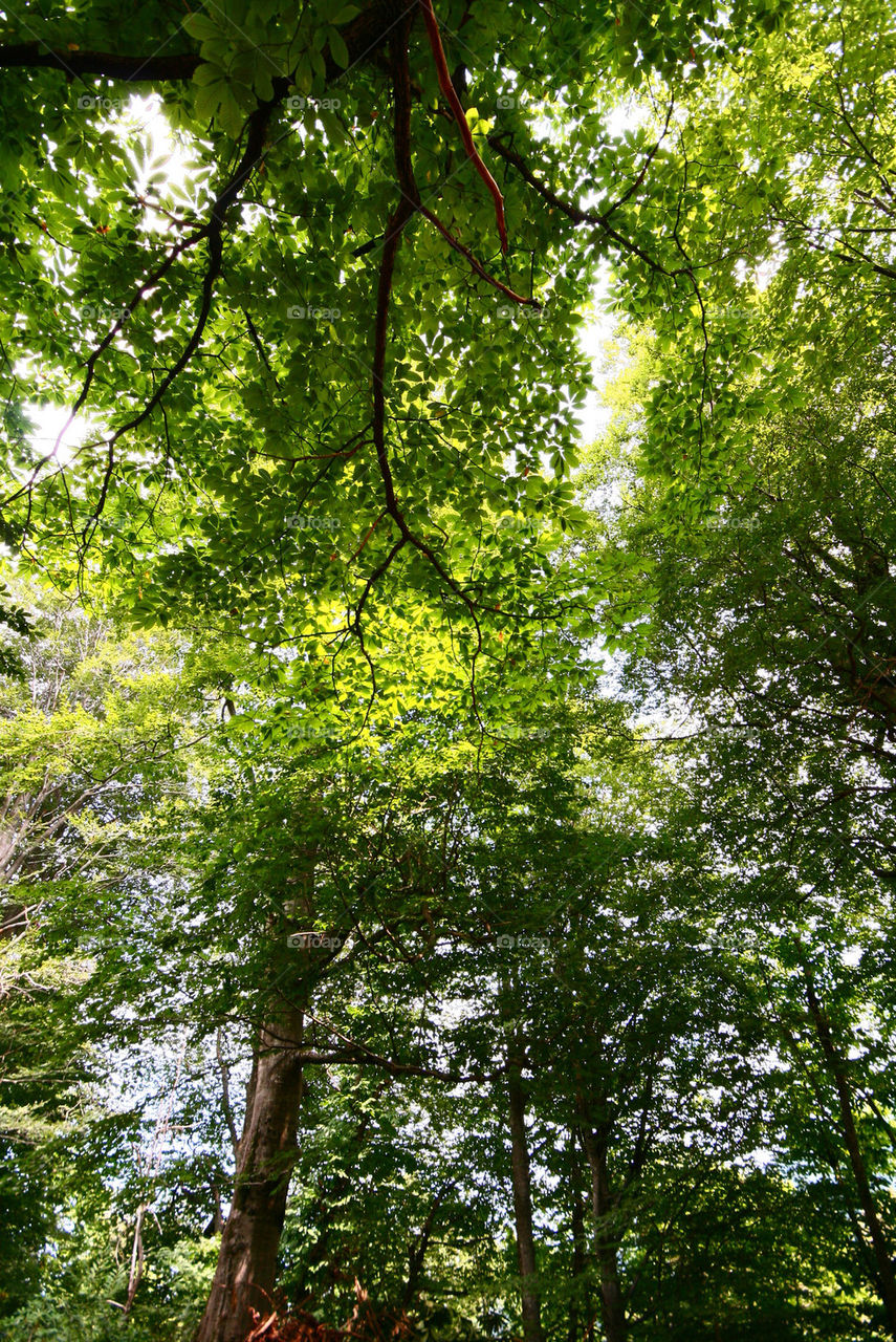 sky green yellow tree by kuzeytac