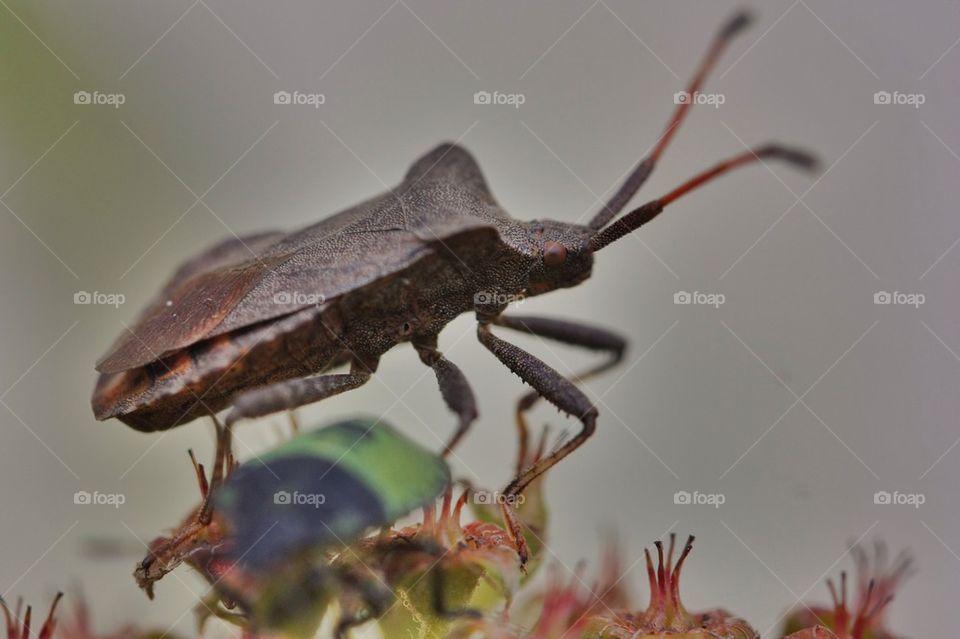 Side view of a shield bug