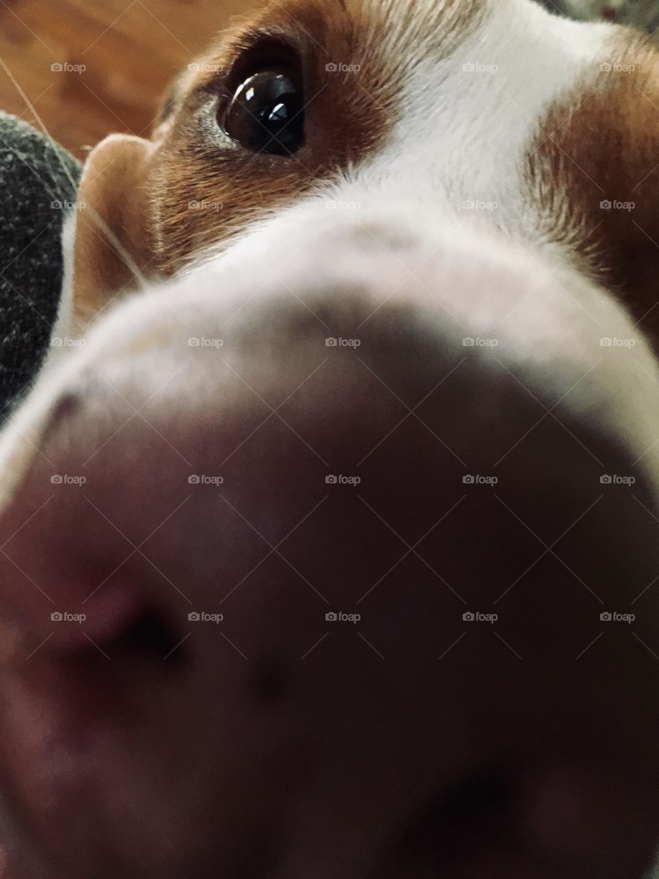 Close up of a beautiful rescue pitbull dog 