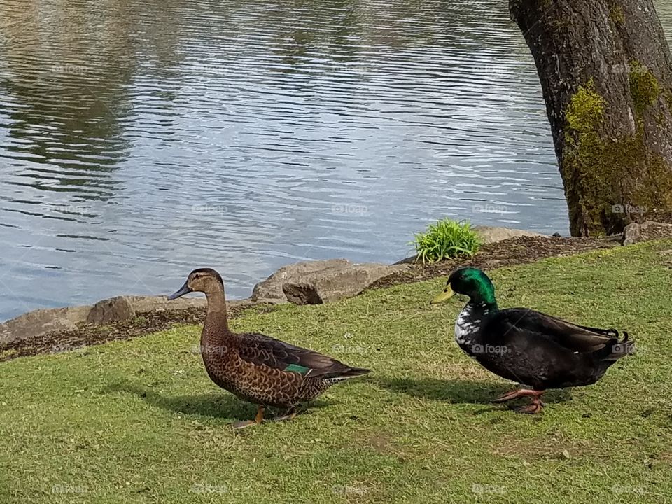 Duck love.