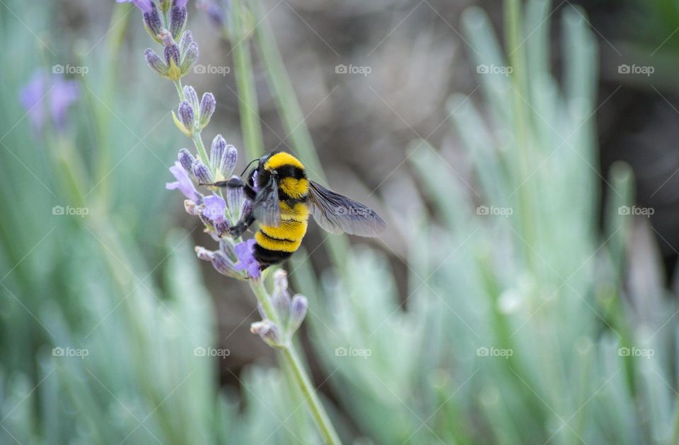 Bee