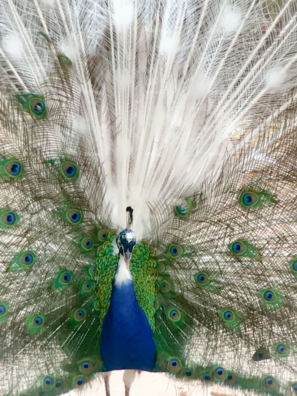 peacock