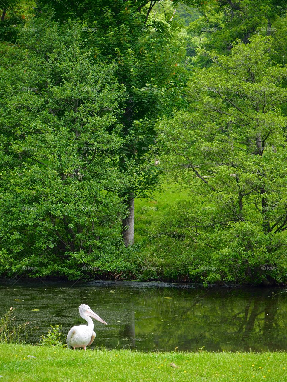 Heron standing by pond