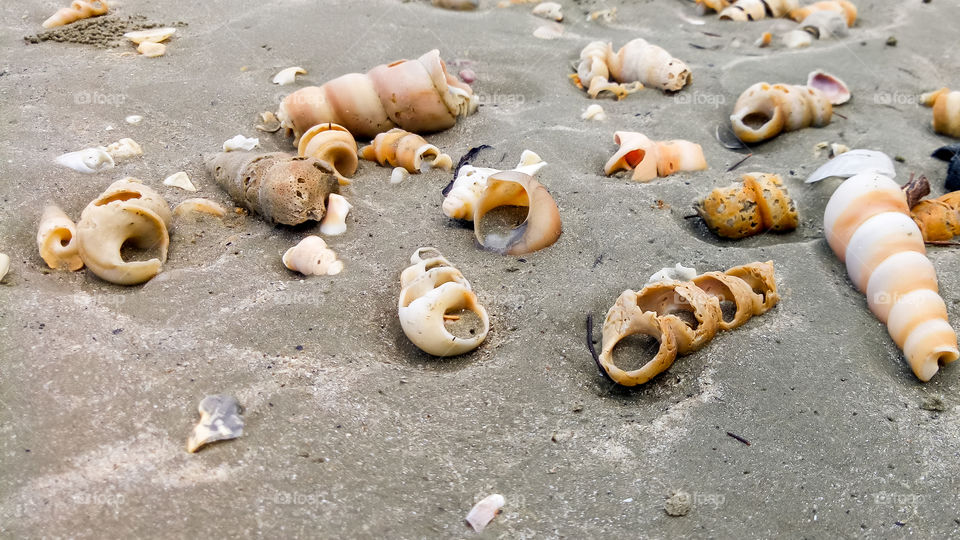 Seashells And Barnacles