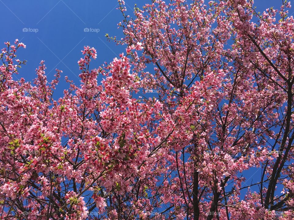 Pink blossoms in Connecticut