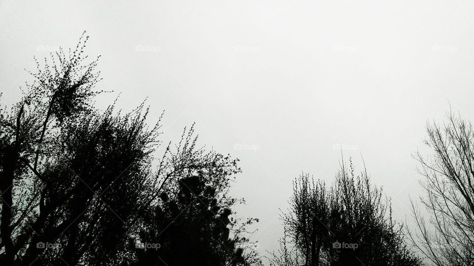 Tree Tops in the Rain