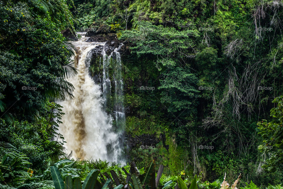 Tropical Falls