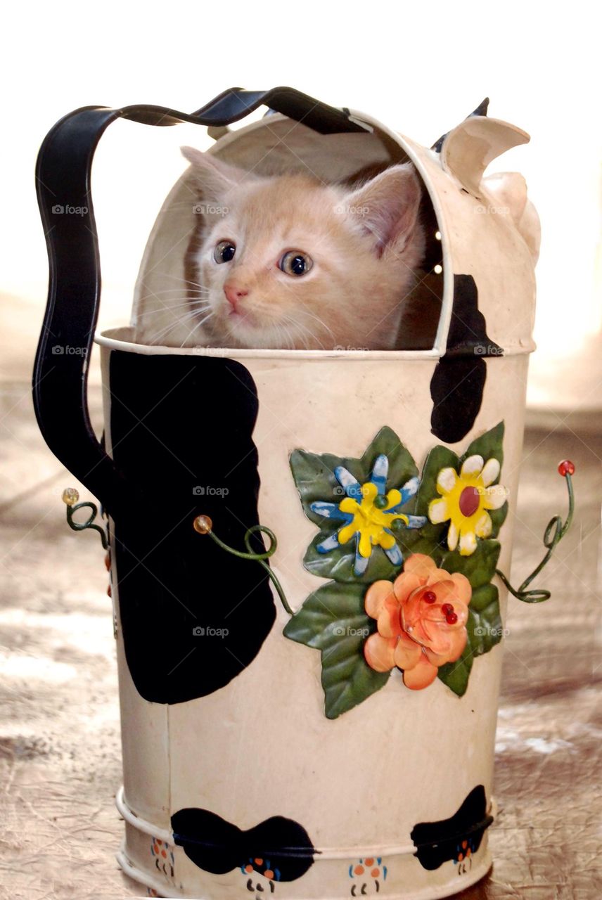 Kitten in a Watering Can