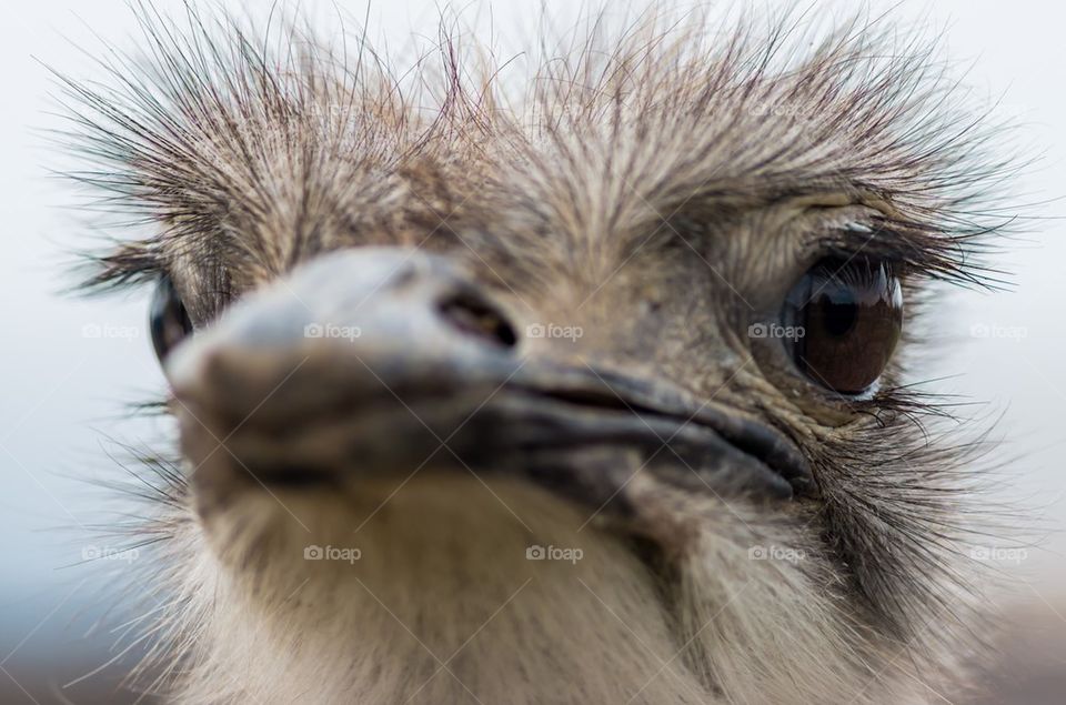 Ostrich 