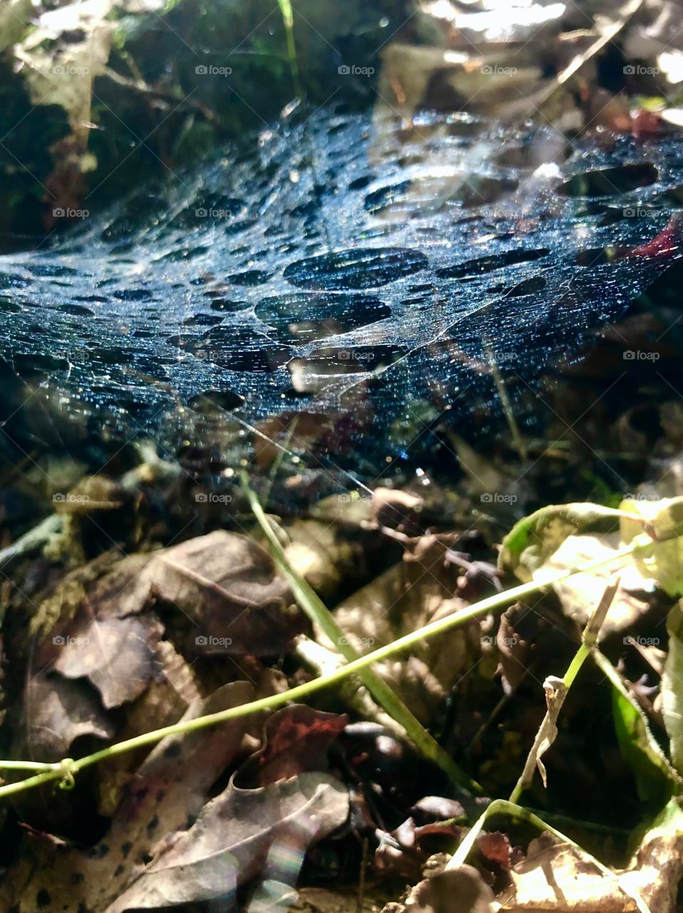 Patterned spiderweb catching sunlight at ground level 
