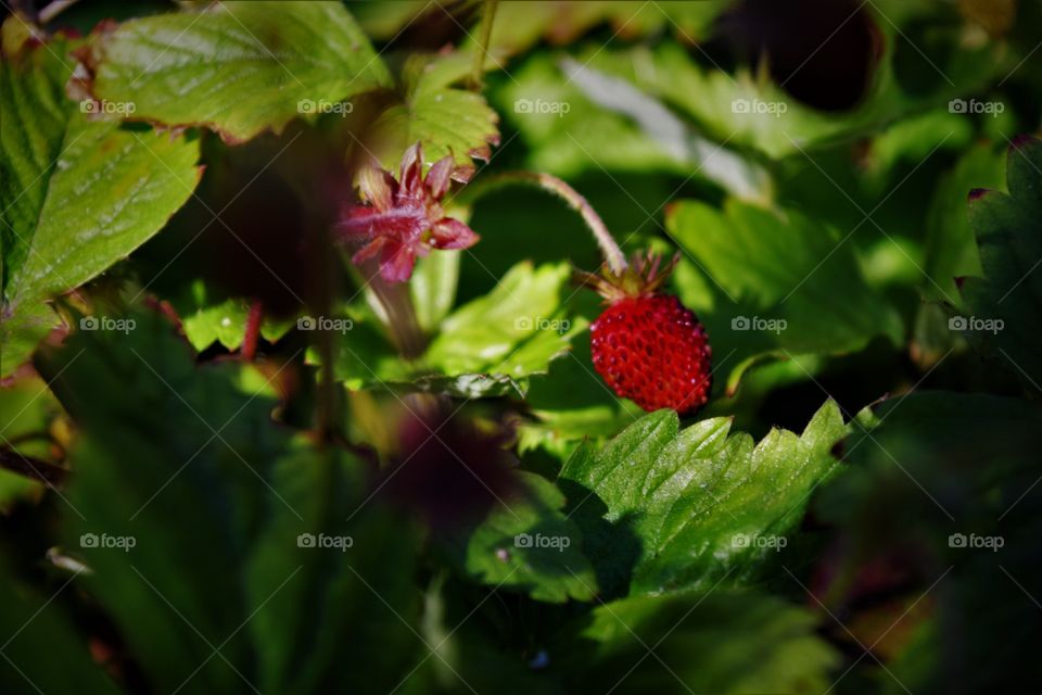 A close-up of a bush of wild berries in the summer