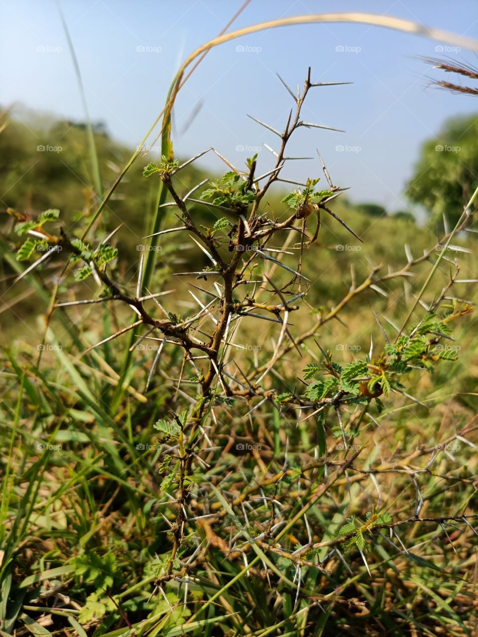 acacia thorns