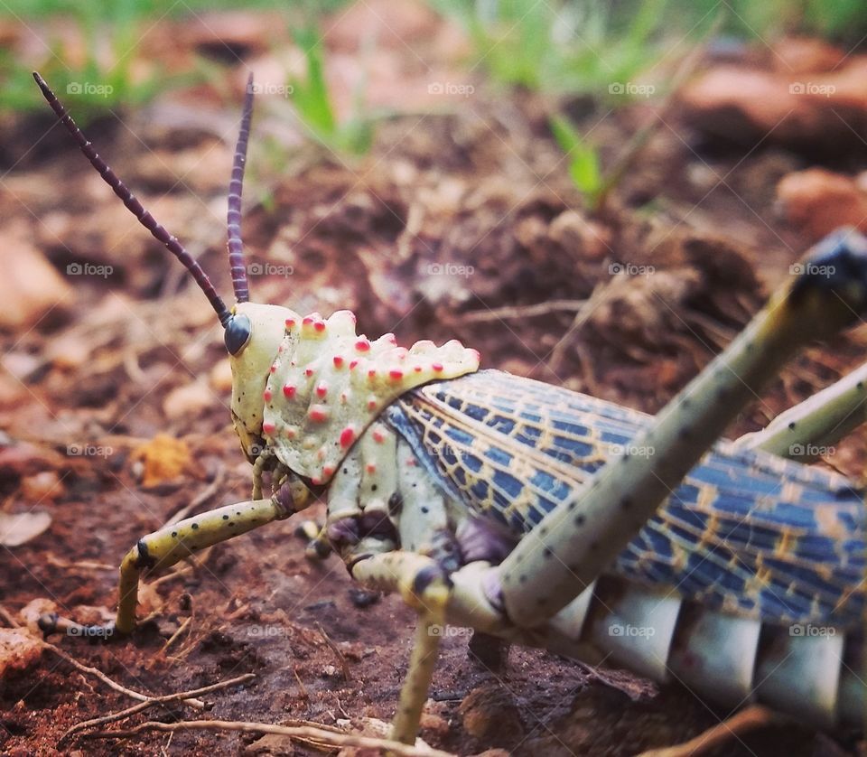 Locust beauty