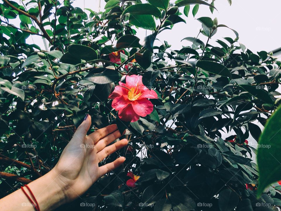 A human picking a flower