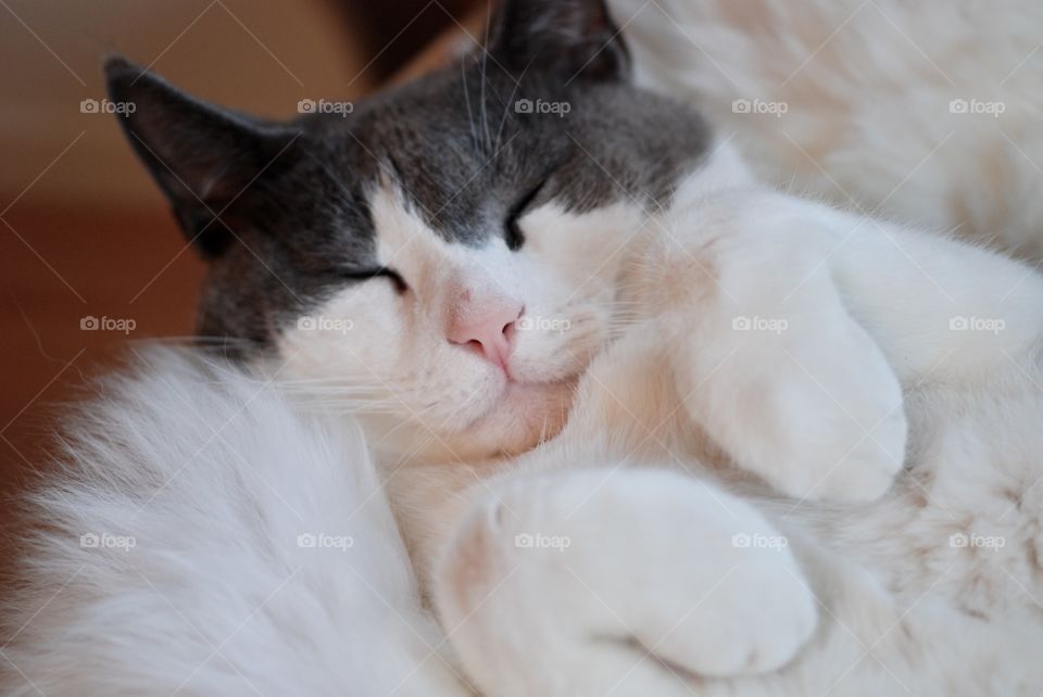 Close-up of a sleeping cat