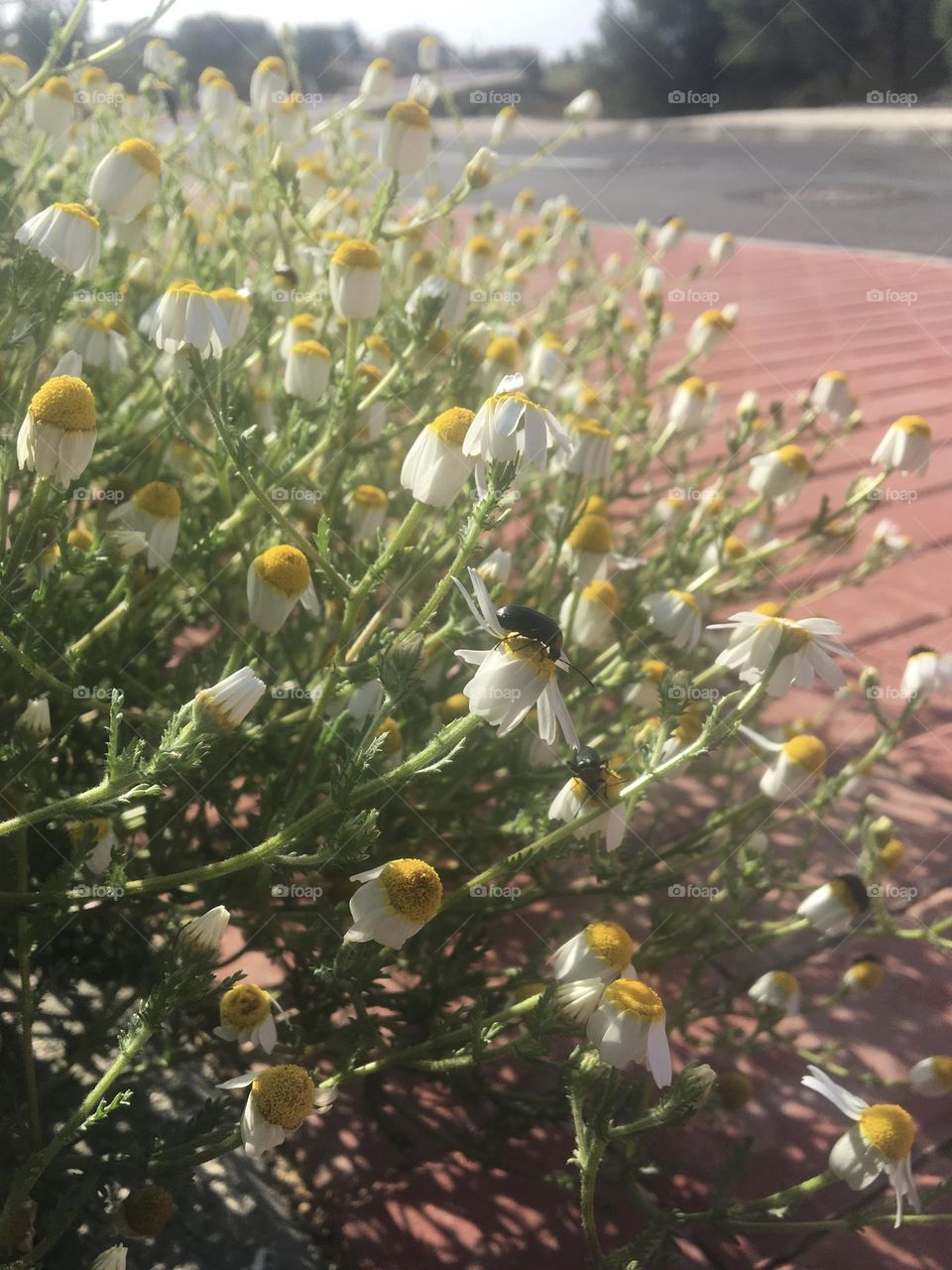 Daisies near the road 
