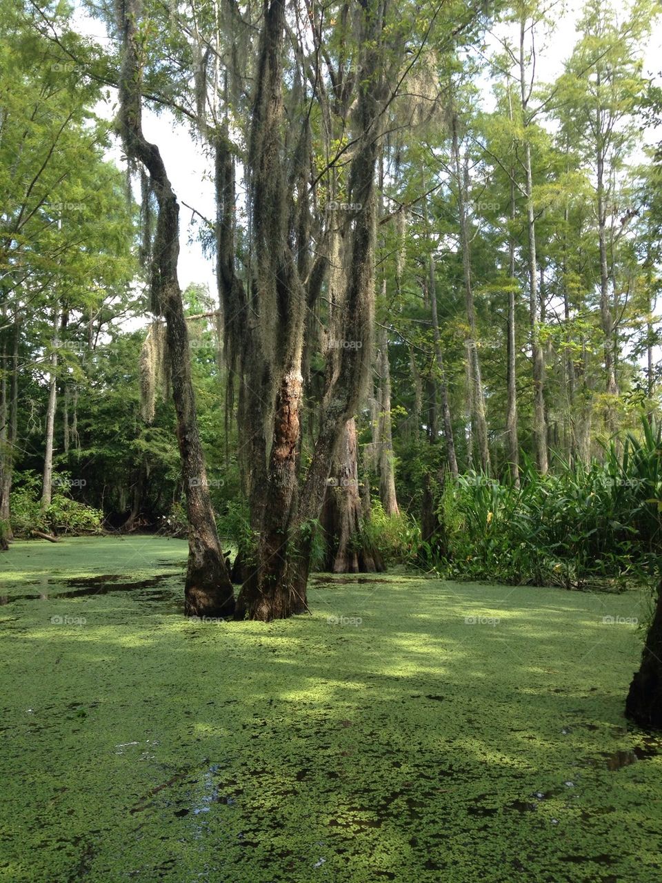 Tour de swamp