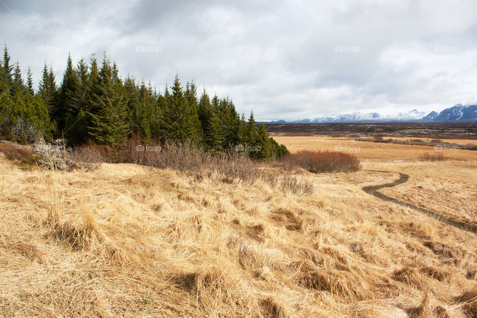 View of grassy landscape