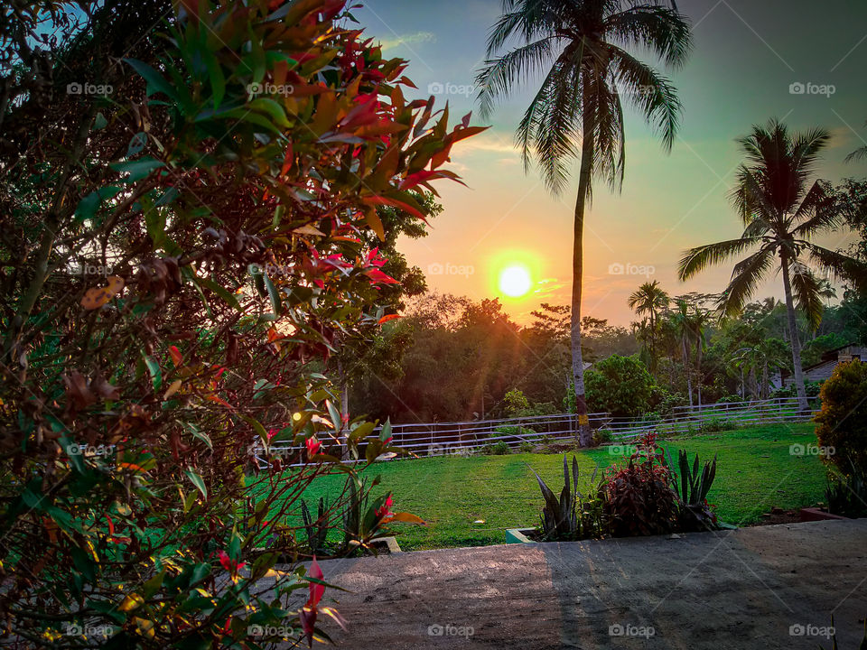 The sky, sunset, and coconut tree in my village.  Peaceful afternoon.