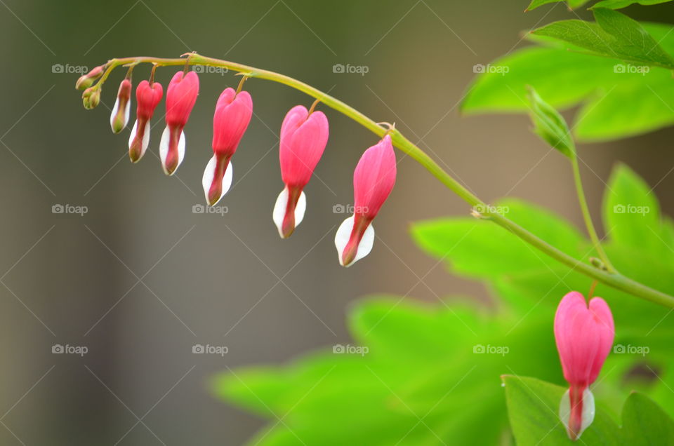 Close-up of flower