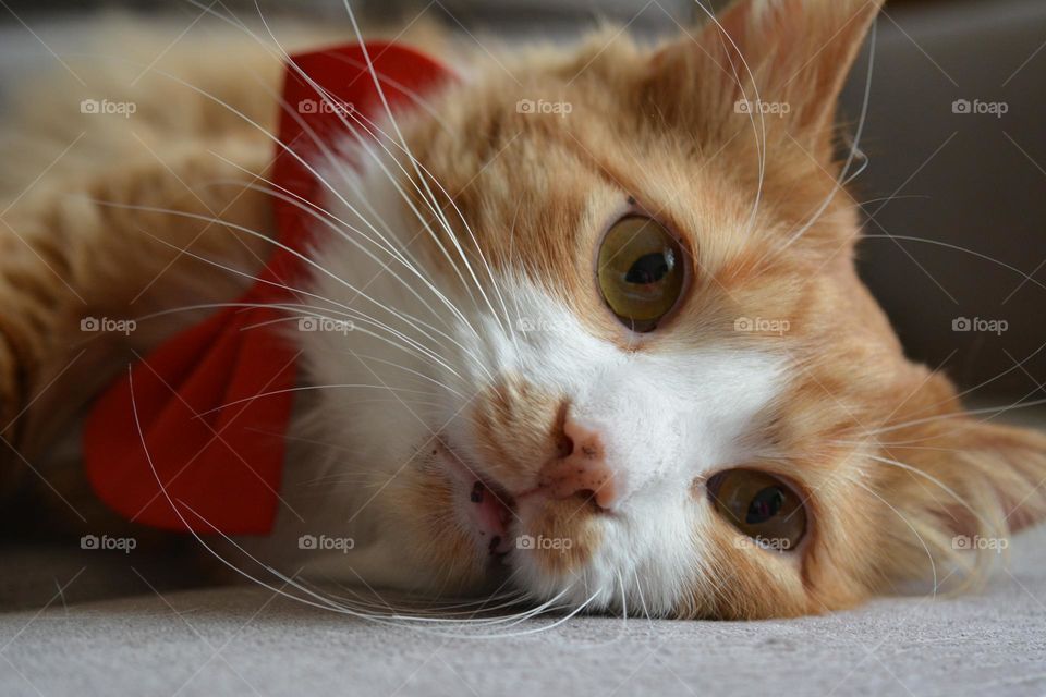 cat beautiful portrait close up