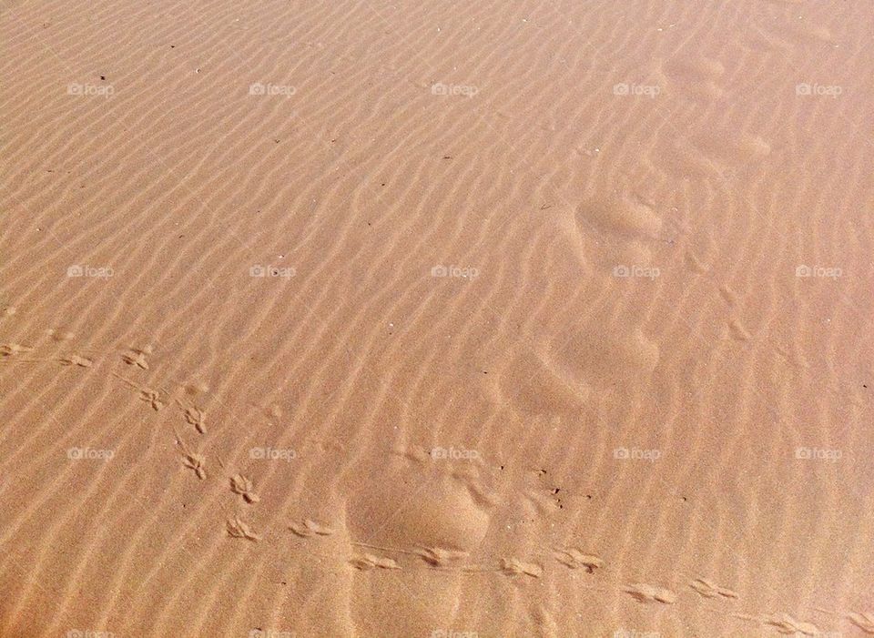 Footprints in the sand