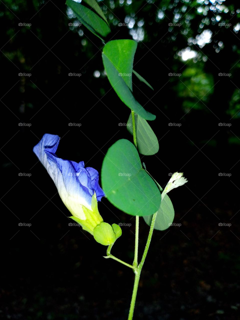 clitoria ternatea flower