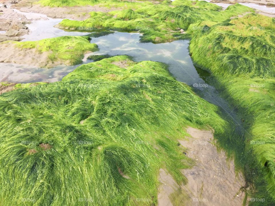 water. sea grass. beauty