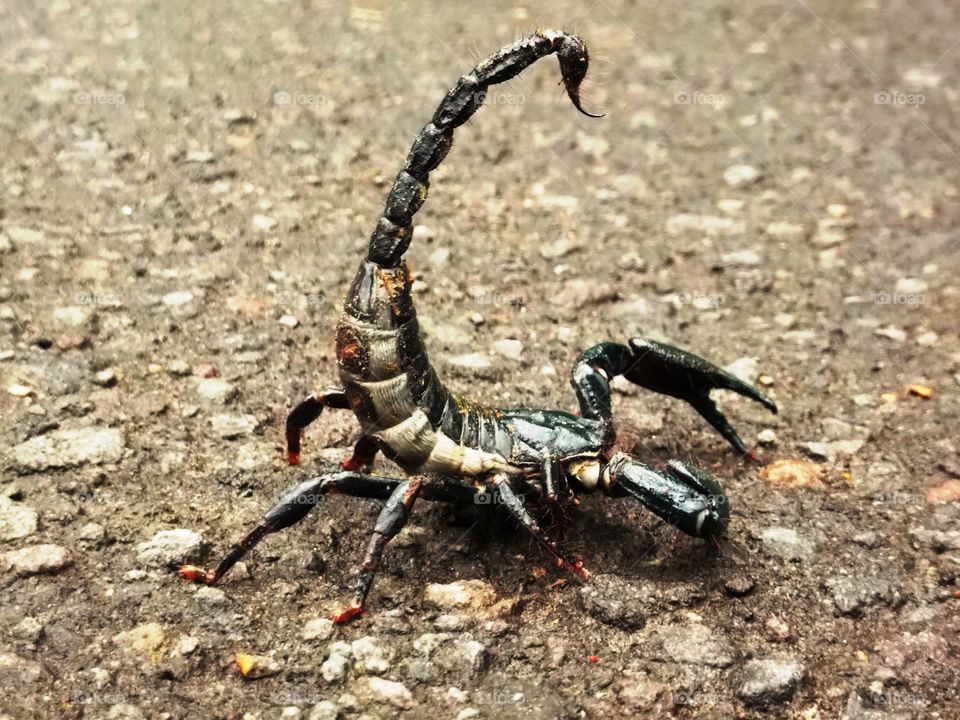 harmfull scorpion