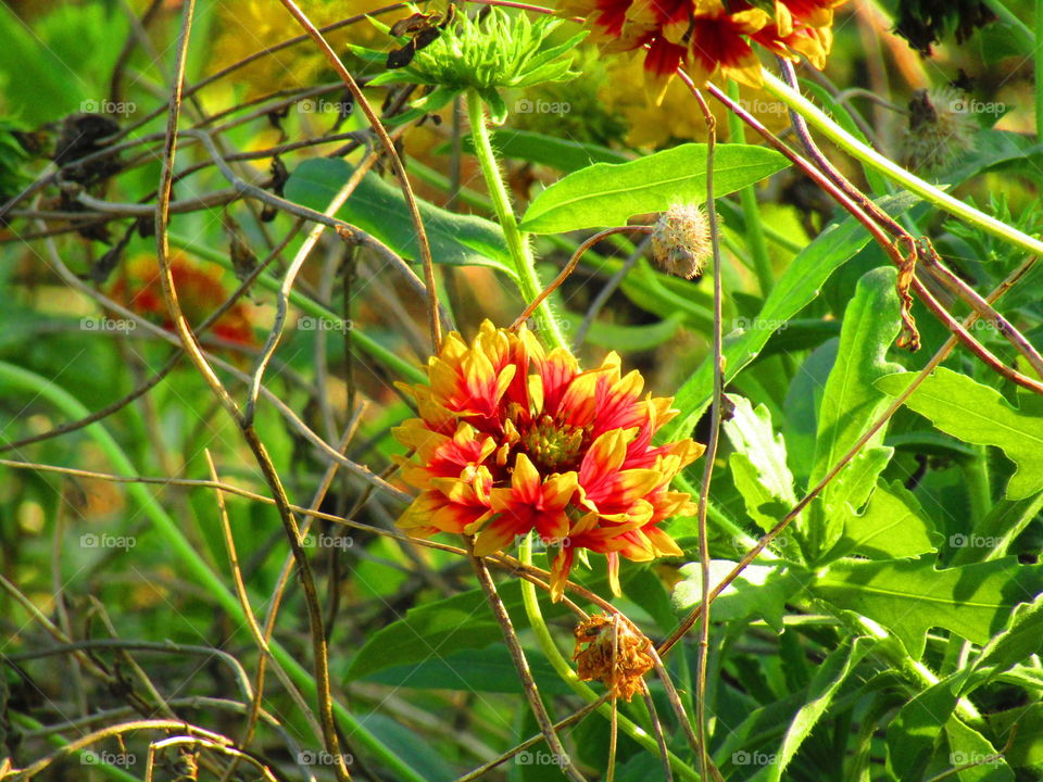 Gaillardia or grandiflora G. aristata or G. pulchella is a perennial ornamental plant.