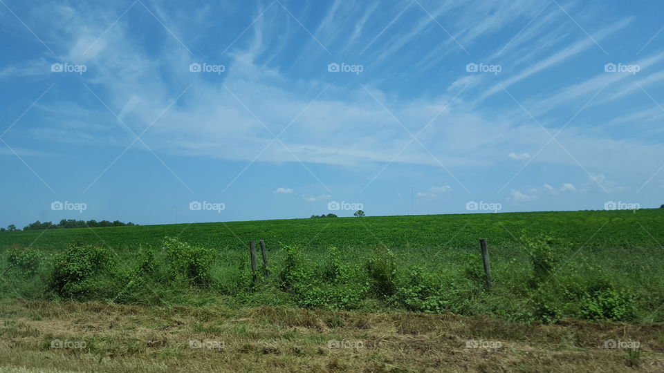 agriculture field