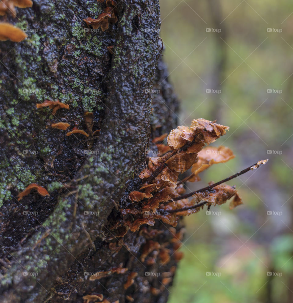 Mushrooms growing on a tree, rainy fall day