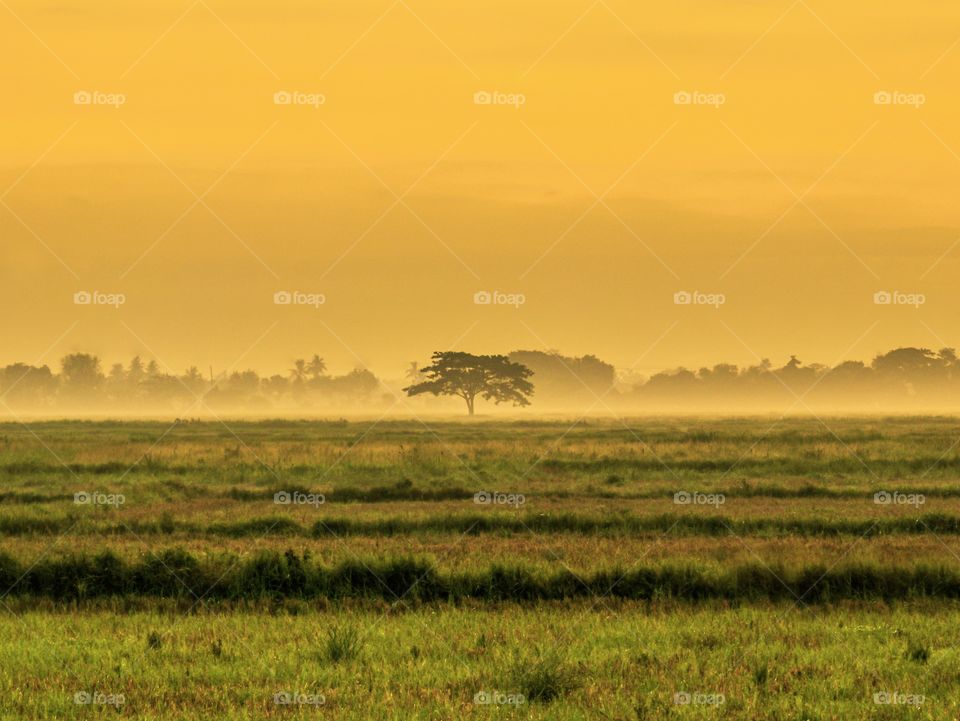 Alone Tree in a distance at the Rice fields near my Village during Sunrise. Fogs surround the trees caught my interest, because uncommon in lowland parts of the Philippines to experience the Foggy morning..