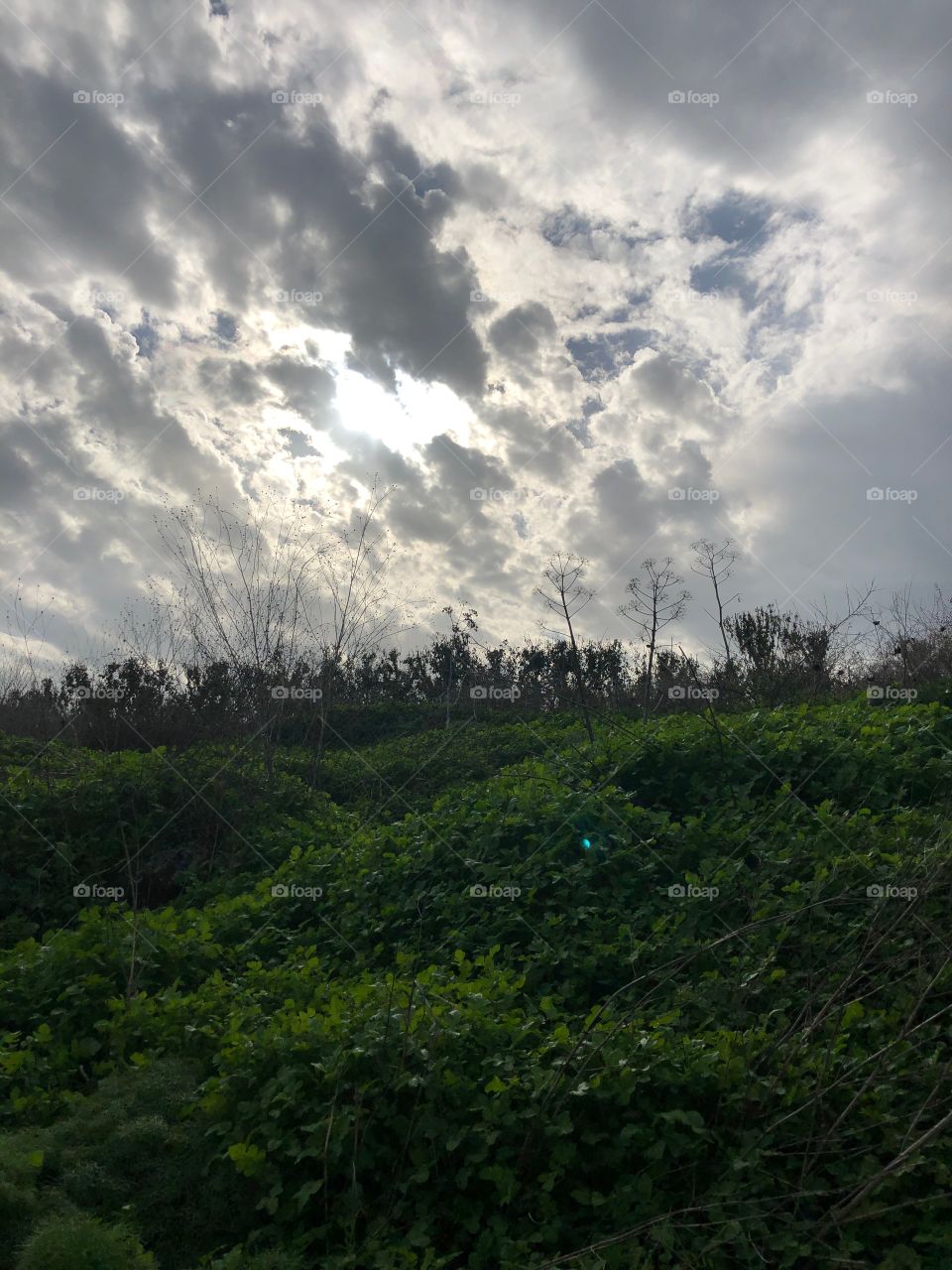 White and grey clouds and green grass