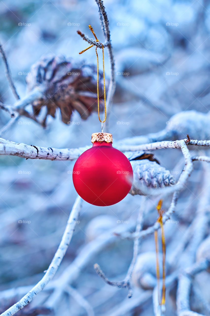Christmas red ball on branch of tree