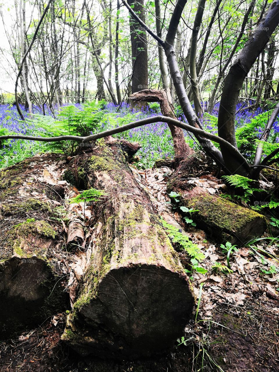 Forest with bluebells carpet