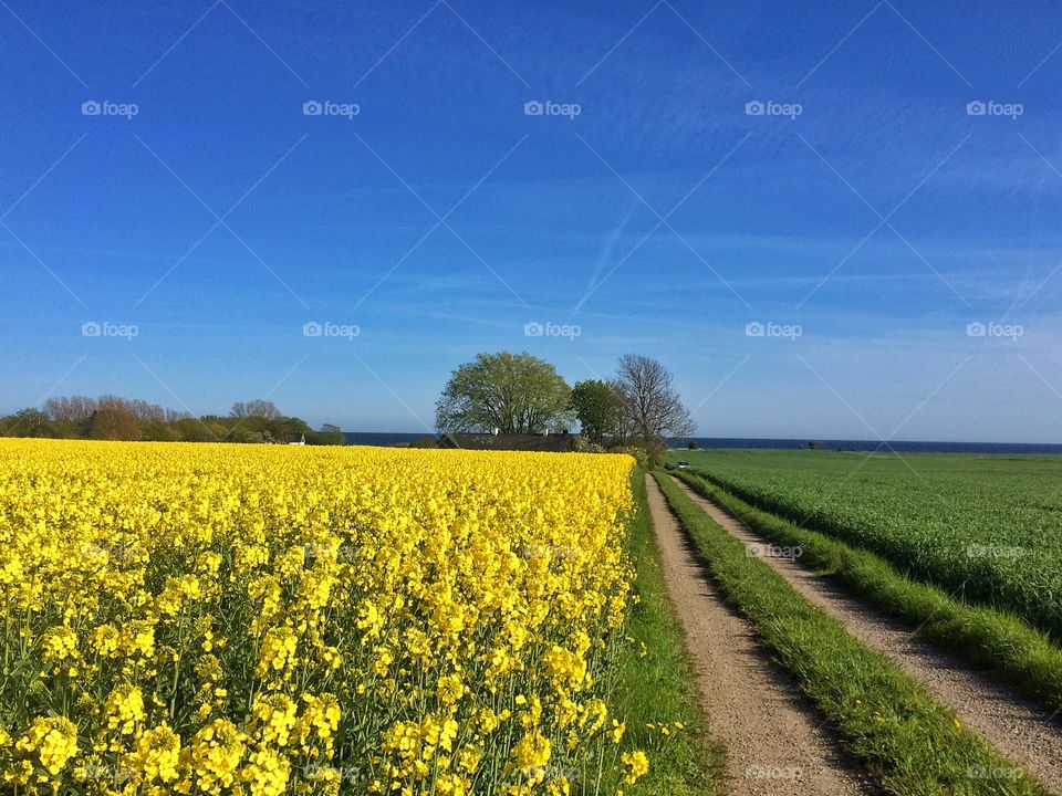 Field of oilseed rape