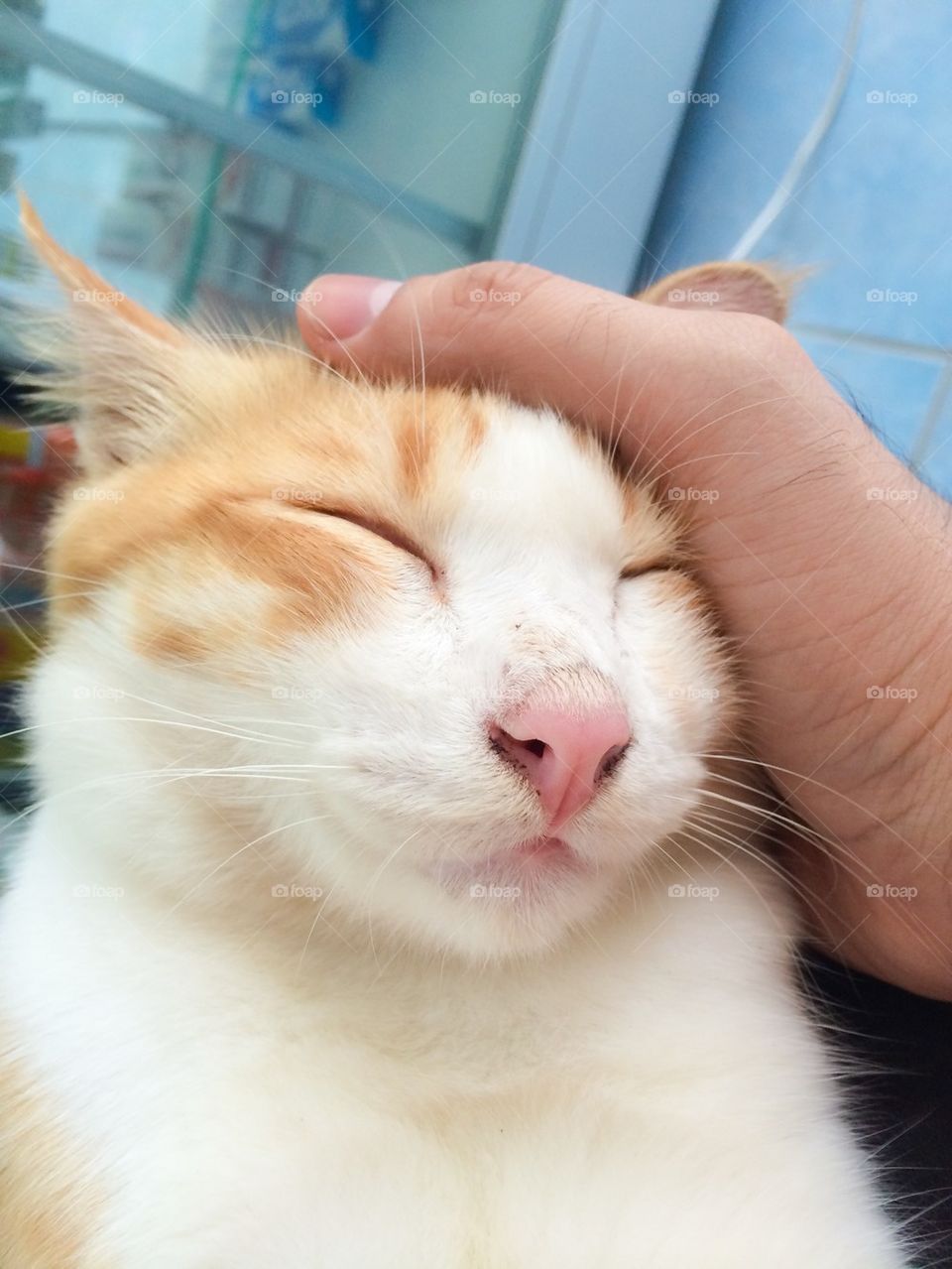 Cat sleep in my hand