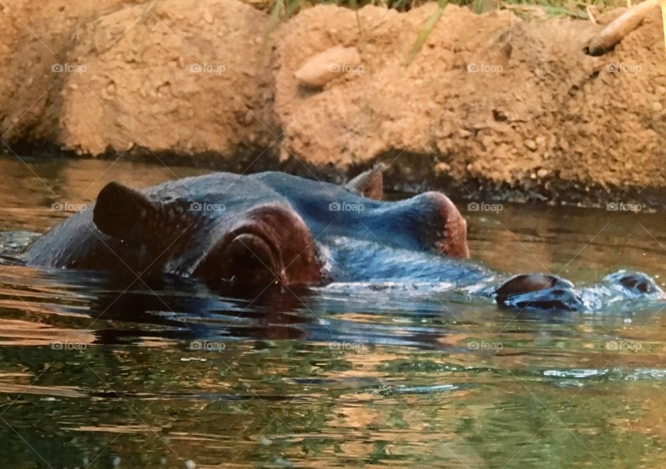 Hippo on the hunt