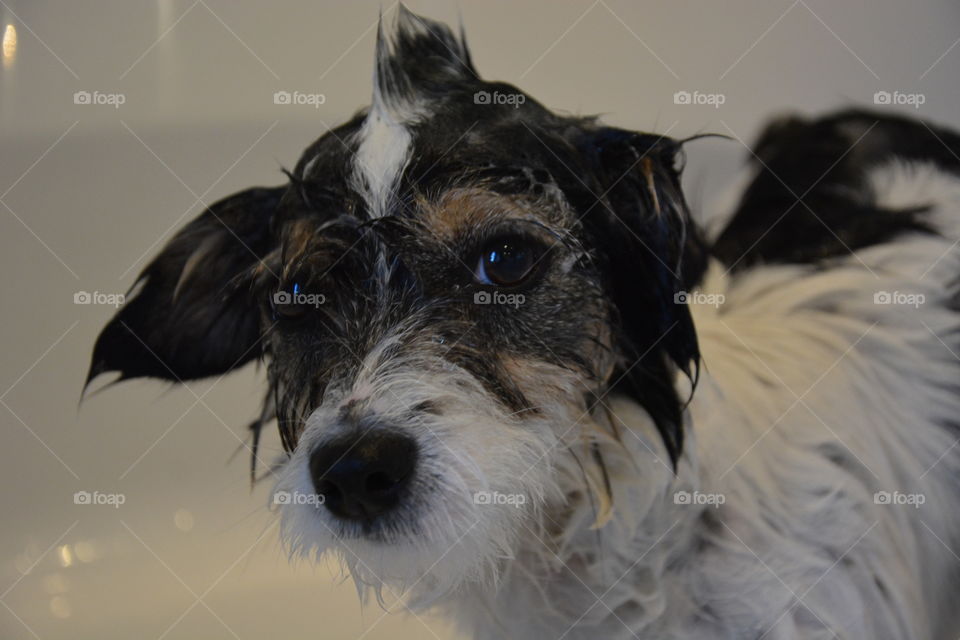 Close-up of wet dog