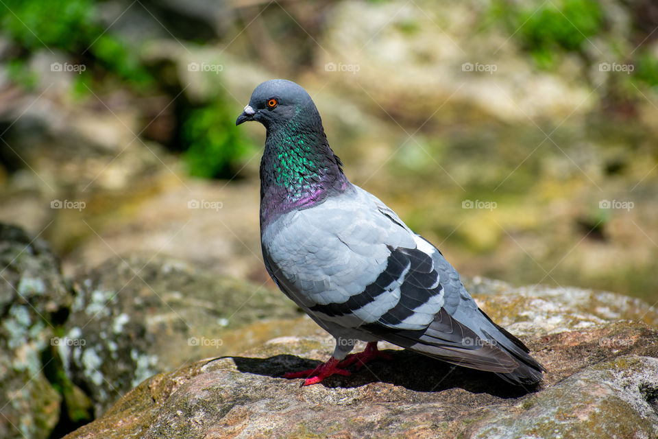 Perched Pigeon