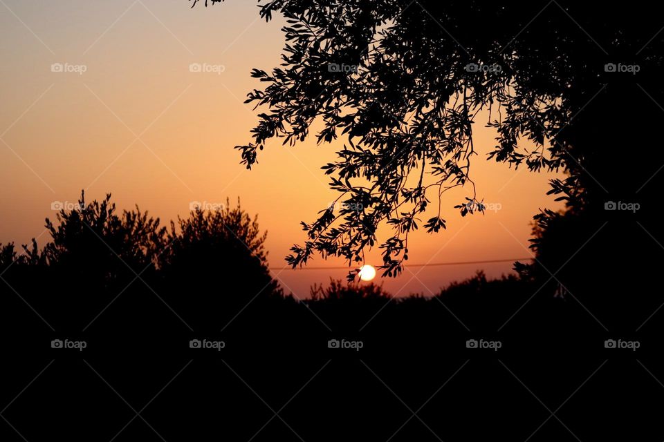 Sunset under the tree