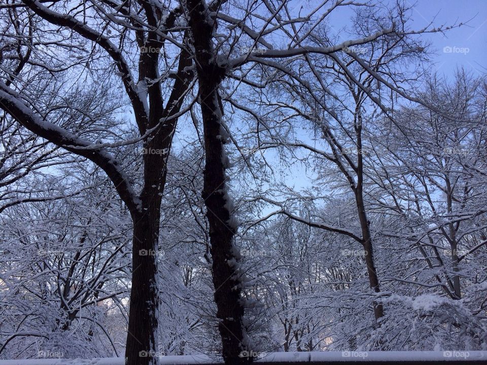 Snowy trees 