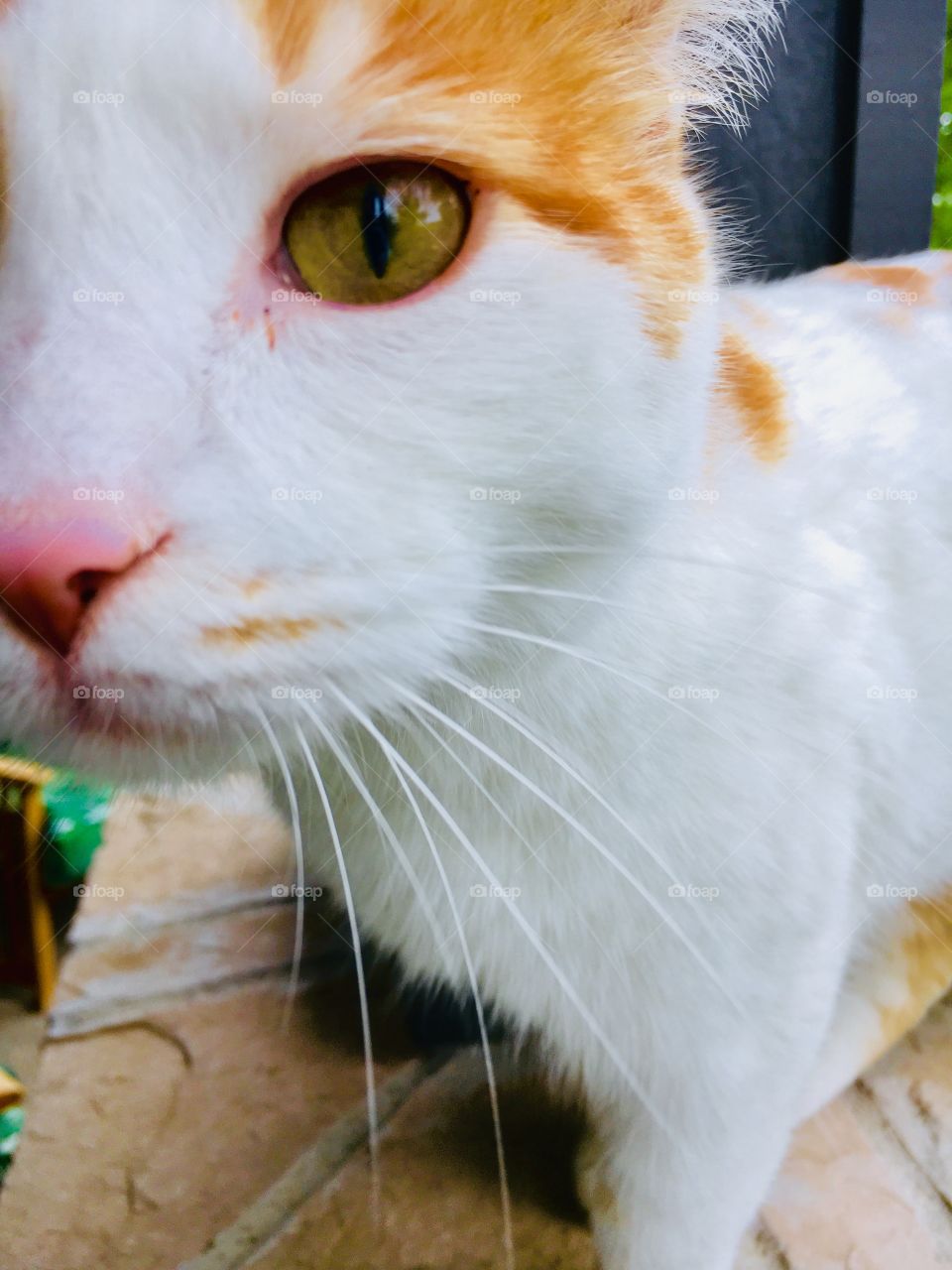 Orange and white cat close up